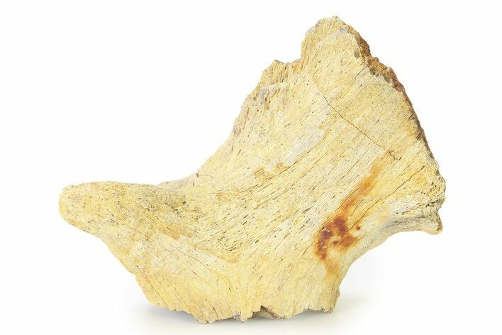 Fossil Ornithischian Dinosaur Vertebra Process Section - Montana #316416